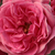 Ružová - Parková ruža - Elmshorn®
